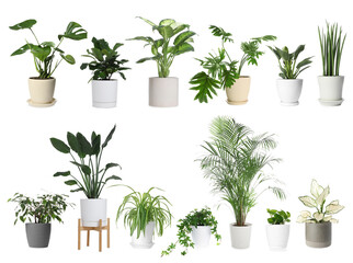 Different house plants in pots isolated on white, set © New Africa