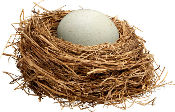 Bird nest with speckled blue egg side view isolated on transparent background