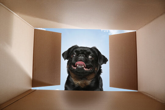 Funny dog looking into cardboard box, view from inside package
