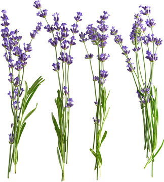 Four lavender flower sprigs with green stems isolated on transparent background