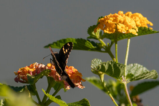 Long-tailed skipper butterfly (Urbanus proteus) pollinating Lantana flowers. Ideal image for biodiversity, ecology and nature themes.