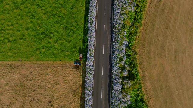Title: Aerial drone top-down bird's-eye view tracking shot of a straight asphalt road lined with dense blue hydrangea hedges separating green pastures, Flores Island, Azores