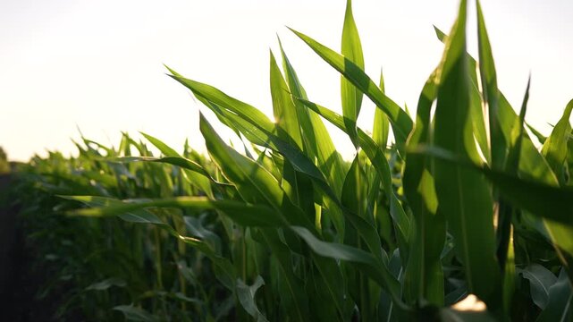 Vibrant green corn field stretches across fertile farmland during golden sunset. Fresh maize plants grow tall in agricultural field. Warm sunlight filters beautifully through corn leaves.