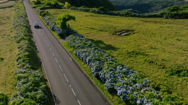 Aerial drone high-angle tracking shot of a black car driving down a straight asphalt road bordered by dense blue hydrangea hedges and green pastures, Flores Island, Azores