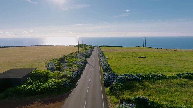 Aerial drone tracking shot of a straight empty asphalt road bordered by blue hydrangea hedges, leading towards the sunny Atlantic Ocean horizon with cows grazing in pastures on Flores Island, Azores