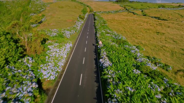 Aerial drone perspective tracking shot following a straight empty asphalt road lined with dense blue hydrangea hedges through rolling green and tan pastures, Flores Island, Azores