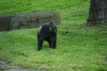 Large, gorilla outdoors of its habitat at the Pittsbugh Zoo. © Kathy