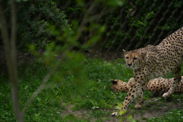 Cheetahs at the Pittsburgh Zoo. © Kathy