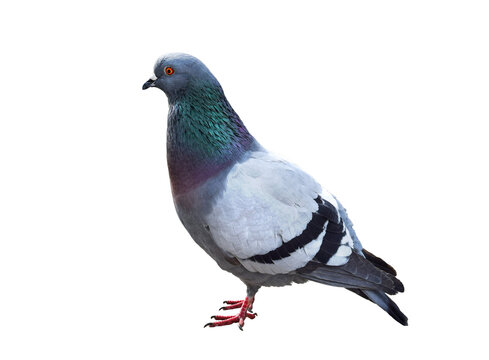 Full body pigeon bird isolated cutout with transparent background, showing detailed feathers and natural posture for use in design and compositing.
