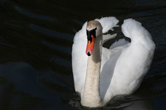 A white mute swan is swimming on dark water. Its wings are slightly spread.