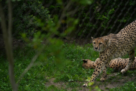 Cheetahs at the Pittsburgh Zoo.