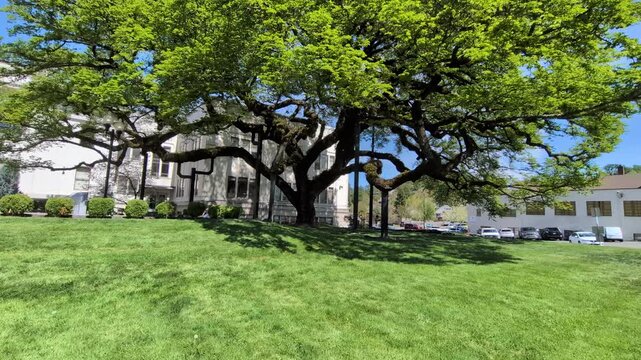 Video of towering mature tree supported by metal poles on vivid green grass with courthouse-style white building and bright blue spring sky beyond.
