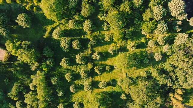 Olive trees in Calabria for the production of extra virgin olive oil