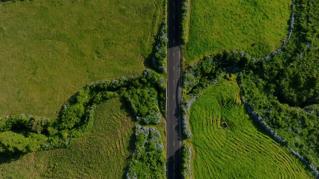 Aerial drone high-angle view of a road winding through lush green pastures divided by stone walls and blue hydrangea hedges on the cliffside of Flores Island, Azores.
