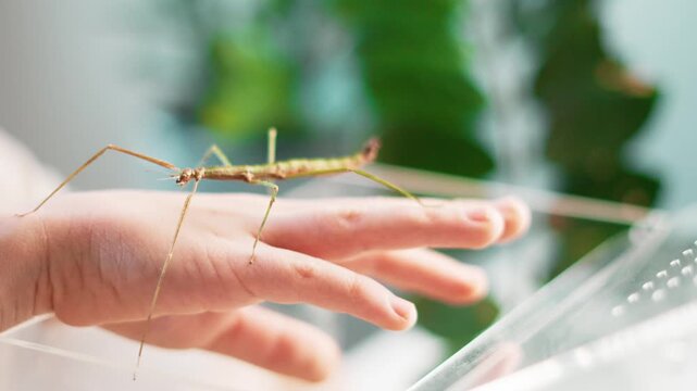 Close up of stick insect walking on child hand inside transparent terrarium. Exotic pet education, nature curiosity and gentle interaction with unusual insect. Concept of learning biology at home.
