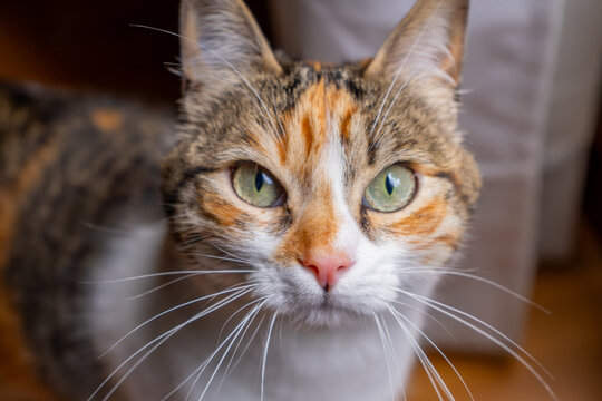 A calico cat gazes directly at the camera, showcasing its unique fur pattern and bright green eyes with an inquisitive expression.