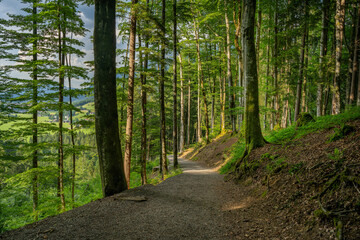 Obraz premium Scenic hiking trail on a mountain near Oberstdorf during summer - sunlight is falling on the ground