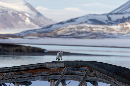 Polar Fox, Polar Rev, Svalbard