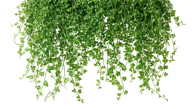 Vibrant Hanging Green Plant with Lush Trailing Vines for Indoor Decor