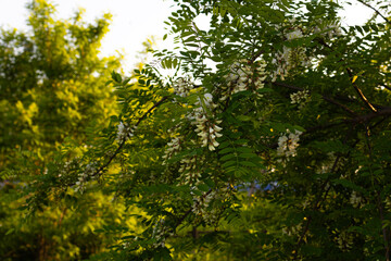 Fototapeta premium Blooming white acacia tree branches illuminated by golden sunset light in a peaceful spring landscape. Fresh green foliage and delicate flowers create a calm natural background with seasonal atmospher