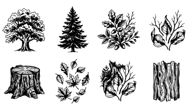 Minimal vintage ink tree vector sketches with botanical leaves and stump engraving style illustrations