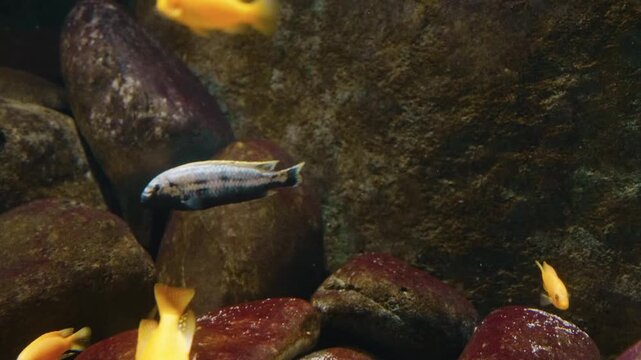 A close up shot of a Diamond Watchman Goby (Valenciennea puellaris), also known as a Diamond Sleeper Goby, resting on a sandy substrate. The fish has a white body with distinctive orange spots and str