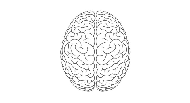Detailed illustration of a human brain.
