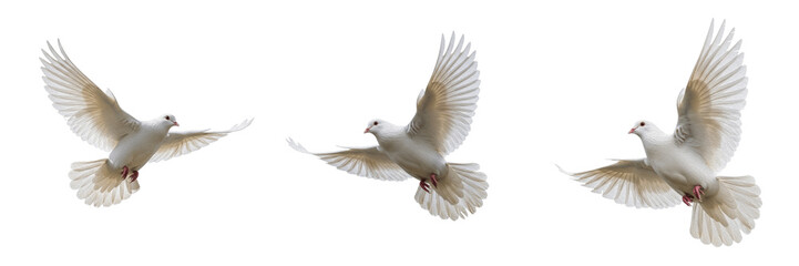 Fototapeta premium Isolated Flying White Dove PNG Set Majestic Peace Bird Symbol Flight Wings Extended Wildlife Element for Religious Ceremonial Graphic Design Concept