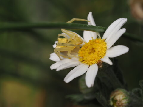 Una ara&ntilde;a cangrejo, posiblemente del g&eacute;nero Thomisus o Misumena, acecha camuflada en una margarita. Su cuerpo de color amarillo p&aacute;lido y opistosoma anguloso se mimetizan con el centro de la flor.