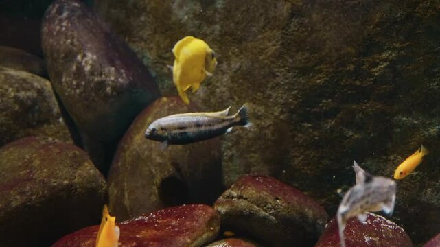 A close up shot of two spotted garden eels (Heteroconger hassi) poking their heads out of the sandy bottom of a marine aquarium tank. These slender, timid eels live in colonies and are known for their
