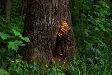 Fototapeta premium Big old tall tree with hollow and orange mushrooms in the forest among fresh relax green spring foliage