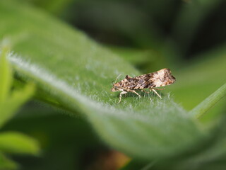 Fototapeta premium Una pequeña polilla de la familia Tortricidae reposa de perfil sobre una hoja verde y vellosa. Sus alas plegadas muestran un intrincado patrón moteado en tonos marrones, crema y grisáceos.