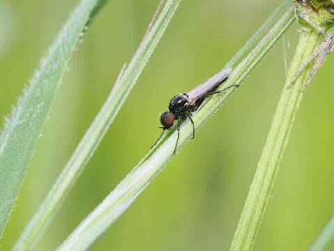 Un d&iacute;ptero de la familia Bibionidae, conocido com&uacute;nmente como mosca de marzo, reposa verticalmente sobre una brizna de hierba verde. Destaca su cuerpo negro, brillante y alargado.