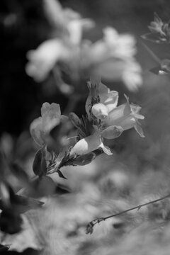 Cobaea Beartongue or wild foxglove wildflower closeup during spring season in Texas natural landscape, native plant in black and white.