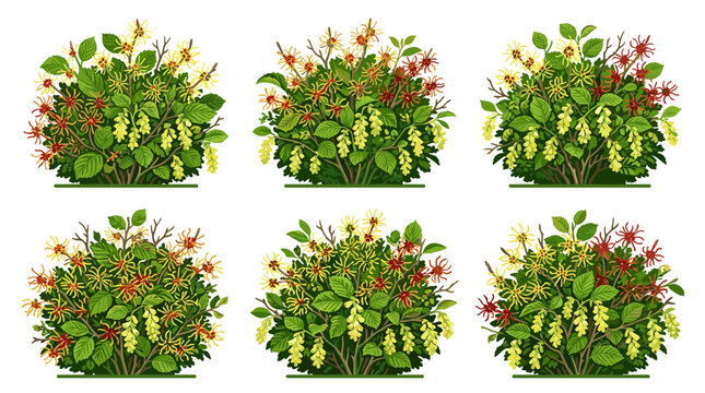 Set of six stylized illustrations of witch hazel shrubs with yellow and red flowers and green leaves in a garden setting