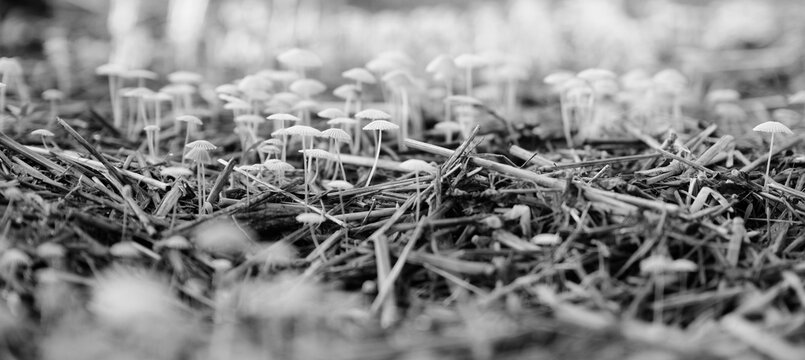 Grey inkcap fungi closeup in straw during summer season morning.