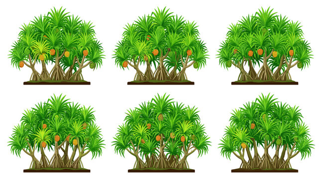 Collection of six pandanus trees with fruit growing on stilt roots, isolated on white background, tropical plant illustration
