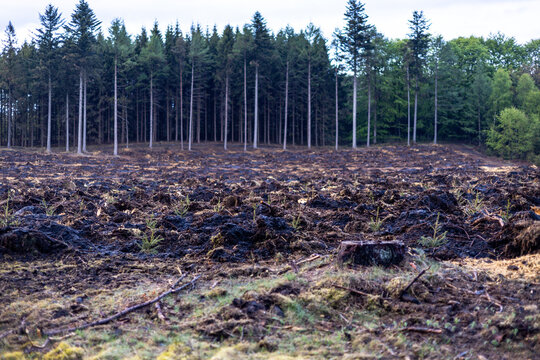 Wide cinematic footage of a deforested woodland area with tree stumps, damaged soil, and remaining forest in the background, highlighting the environmental impact of logging and land clearing. 