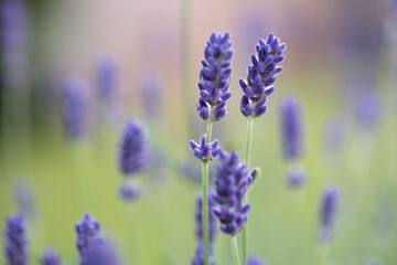 Fototapeta premium lavender flowers in the garden