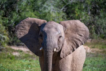 Foto auf Acrylglas Elefant Young elephant with ears out  © Lesli Woodruff