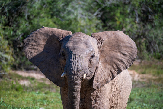 Young elephant with ears out