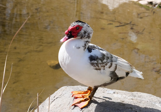 Muscovy duck (Cairina moschata) next to the pond