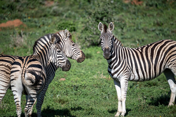 Fototapeta premium Zebras looking at you