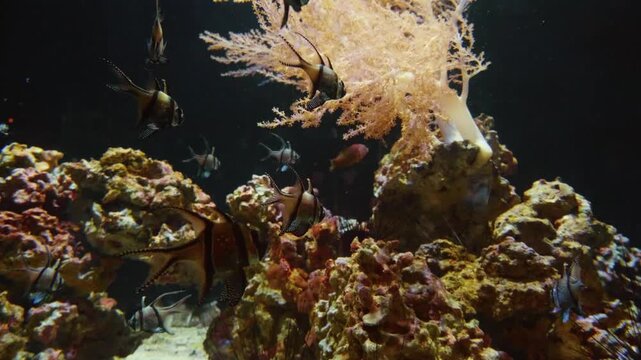 A close up shot of a Tompot blenny (scientific name: Lipophrys pholis) camouflaged among coralline algae and rocks on the seabed.
