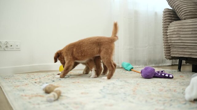 Toller Puppies Adorably Jumping And Running Playing With Toys