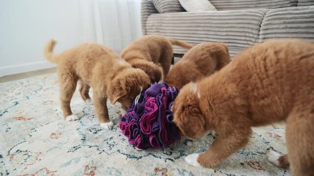 Toller Puppies Play Joyfully With A Big Fabric Treat-Dispensing Ball Filled With Food