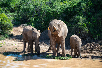 Elephant family drinking at a watering hole © Lesli Woodruff