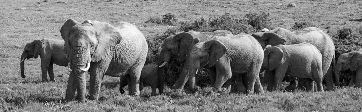 Wide black & white elephant herd shot