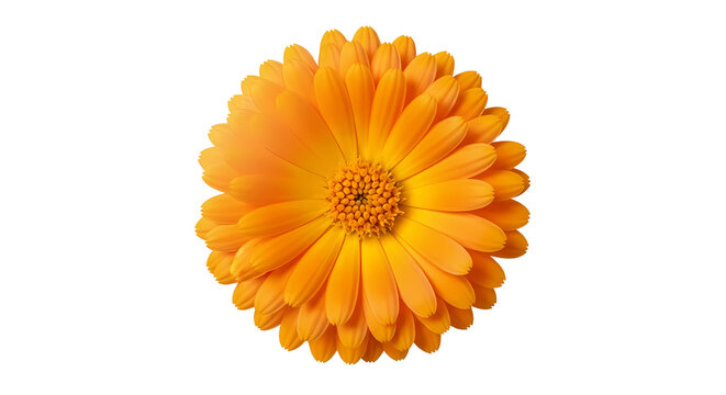 A vibrant orange calendula flower with numerous petals radiating from its central disc, isolated on a clean white background.