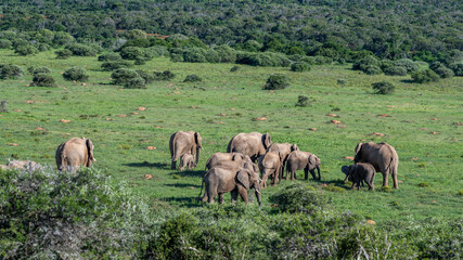 Obraz premium Herd of elephants in a valley